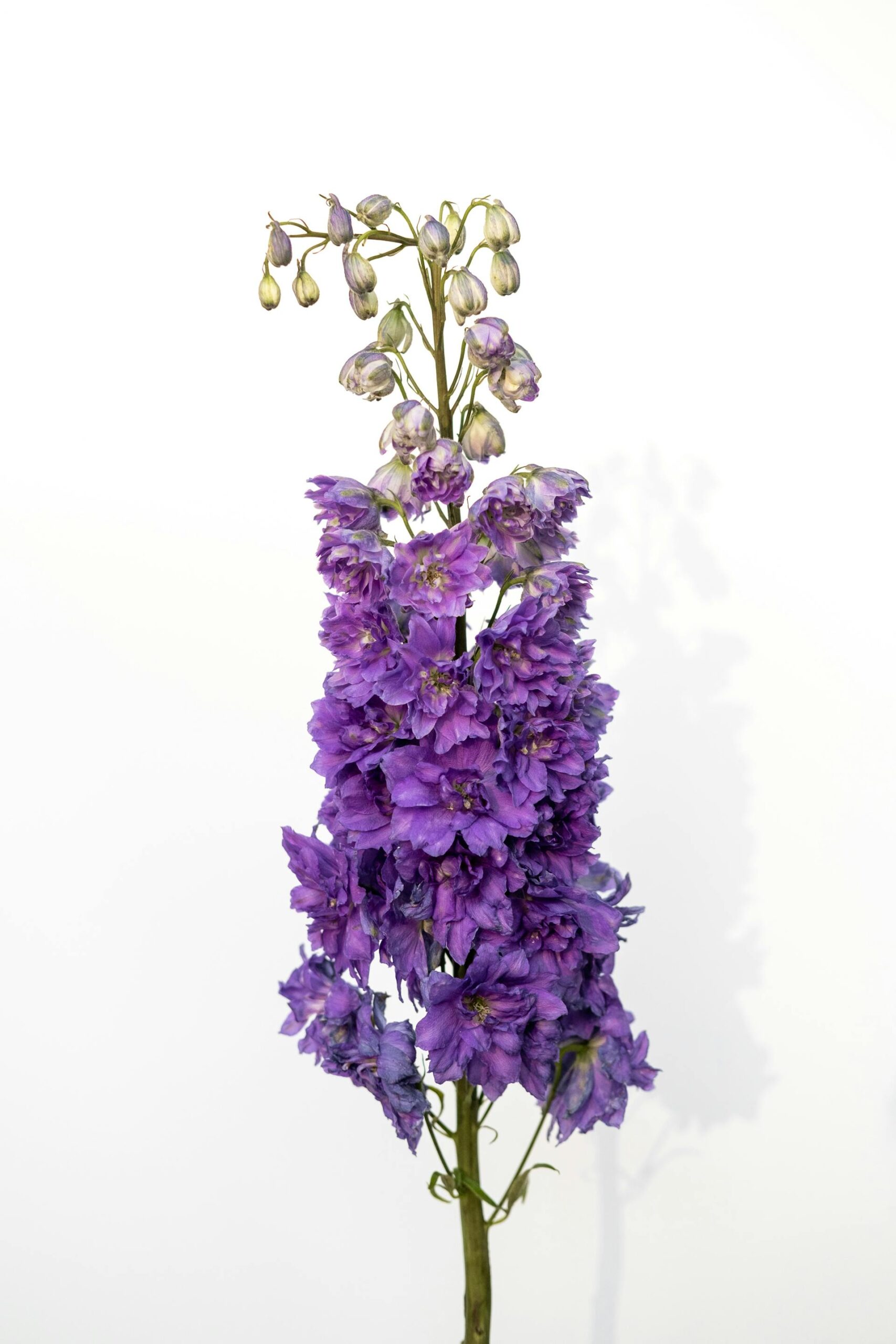 delphinium