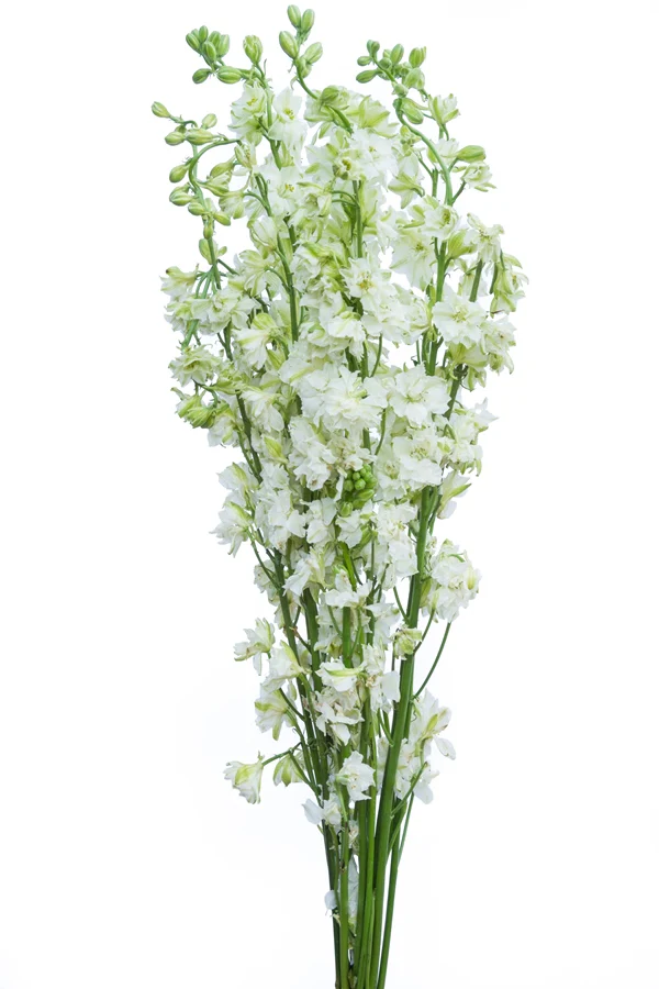 delphinium12