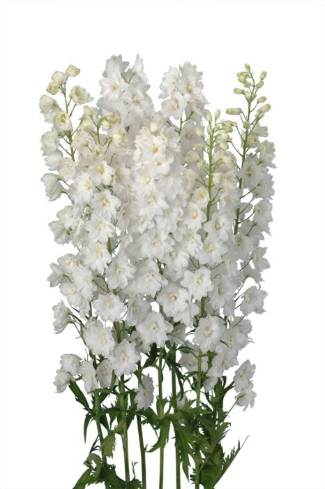 delphinium13